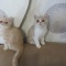 Продается котята экзоты