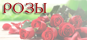roza-2
