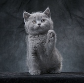 Kissa