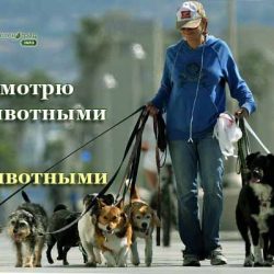 Присмотр за животными