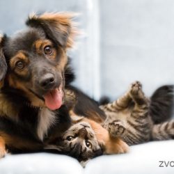 moskva-veterinarnaya_vyzyvnaya_sluzhba_dingo_3809