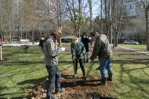 Осенью в Зеленограде высадят 4000 кустарников и 90 деревьев