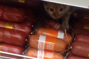 Кота застали в «Пятерочке» за поеданием колбасы