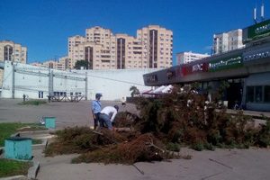 Площадь Юности лишилась елей