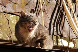 В Сходне объявили карантин из-за обнаруженного трупа кота