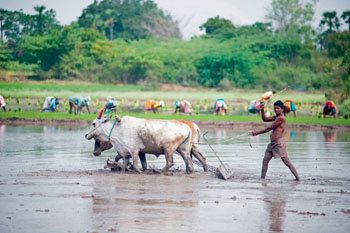 Кто такие индийские неприкасаемые, и можно ли их трогать?