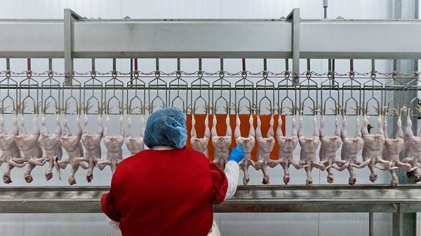 Бройлеры уперлись в потолок
