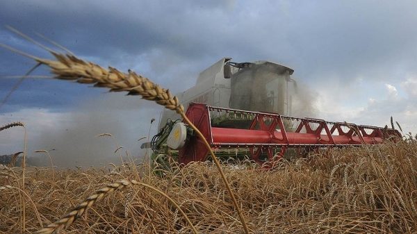 Египет уценил российскую пшеницу
