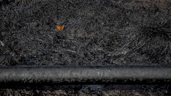 Нефтяники доплатят за разливы