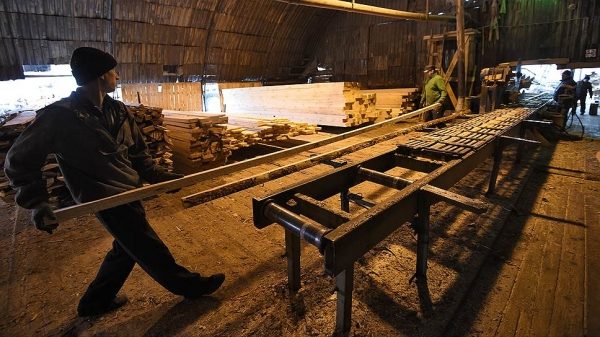 Правительство возьмется за лес