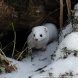 На Черном озере зеленоградский фотохудожник запечатлел ласку в зимнем окрасе