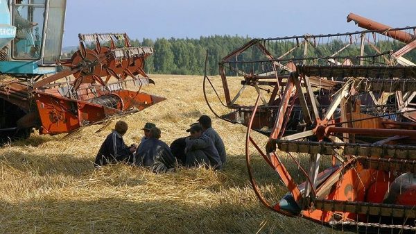 Пшеницу подкосила пошлина