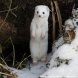 На Черном озере зеленоградский фотохудожник запечатлел ласку в зимнем окрасе