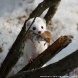 На Черном озере зеленоградский фотохудожник запечатлел ласку в зимнем окрасе