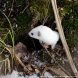 На Черном озере зеленоградский фотохудожник запечатлел ласку в зимнем окрасе
