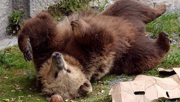 В немецком зоопарке застрелили выбравшегося из клетки медведя