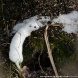 На Черном озере зеленоградский фотохудожник запечатлел ласку в зимнем окрасе