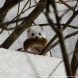 На Черном озере зеленоградский фотохудожник запечатлел ласку в зимнем окрасе