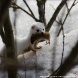 На Черном озере зеленоградский фотохудожник запечатлел ласку в зимнем окрасе