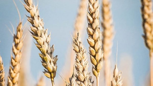 Kernel высыпает зерно