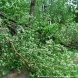 В результате урагана Зеленоград и ТиНАО пострадали меньше других округов столицы
