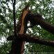 В результате урагана Зеленоград и ТиНАО пострадали меньше других округов столицы