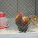 Для маленьких обитателей «Дома лани» построили открытые вольеры