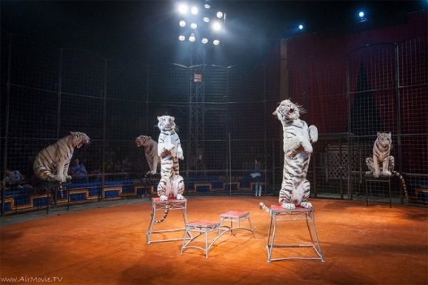 
                    Цирк-шапито «Максимус», «ЧерДачные истории», «Тартюф», «Паровозия в городе конструкторов» и праздник песка, Алексей Макаров          
