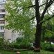 В результате урагана Зеленоград и ТиНАО пострадали меньше других округов столицы