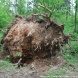 В зеленоградских лесопарках ликвидируют последствия стихии
