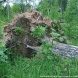 В зеленоградских лесопарках ликвидируют последствия стихии