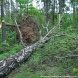 В зеленоградских лесопарках ликвидируют последствия стихии