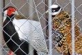 
                    Зеленоградские лани стали родителями во второй раз          
