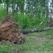 В зеленоградских лесопарках ликвидируют последствия стихии