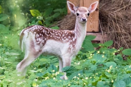 
                    Зеленоградские лани стали родителями во второй раз          