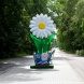 Зеленоград украсили огромные ромашки