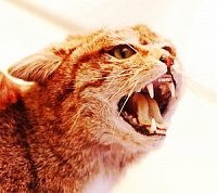 Ситуация по заболеваемости бешенством среди животных по-прежнему остается напряженной