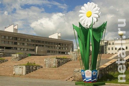
                    По Зеленограду расставили огромные ромашки          