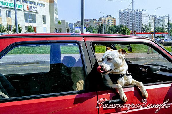 zelenograd-info-zhara-posle-potopa-2