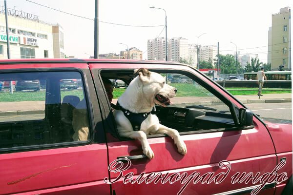 zelenograd-info-zhara-posle-potopa