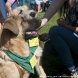 Зеленоградский приют предоставляет возможность провести время с животными