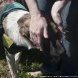 Зеленоградский приют предоставляет возможность провести время с животными