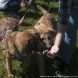Зеленоградский приют предоставляет возможность провести время с животными