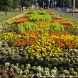 Общественные пространства Зеленограда украсили более 210 тысяч цветов