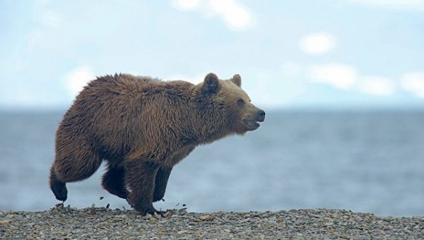 В Литве медведь сбежал на волю из кафе