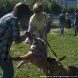 Зеленоградский приют предоставляет возможность провести время с животными