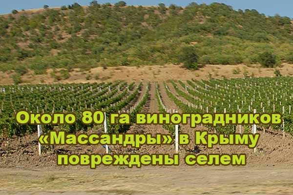 okolo-80-ga-vinogradnikov-massandry-v-kry-mu-povrezhdeny-selem