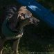 Зеленоградский приют предоставляет возможность провести время с животными