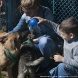 Зеленоградский приют предоставляет возможность провести время с животными