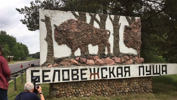 Варшава оценила ущерб от приостановки вырубки Беловежской пущи в $900 млн